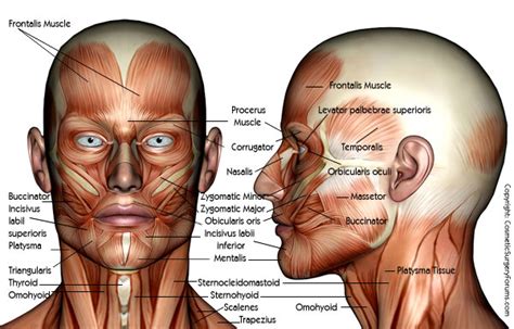 Anatomy for plastic surgery of the face, head, and neck details the complex regional anatomy. 그럼 그림: 인체의 구조, 얼굴의 구조와 특징_Wed. 03. June. 2015