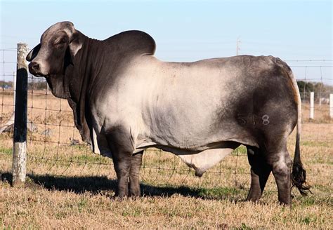 The brahman cattle is a very popular breed in it's native area and some other countries around the world. Brahman Cattle Bull - Brahman Calves Brahman Bulls ...
