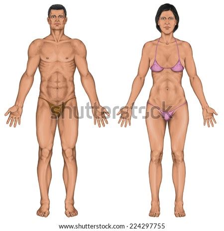 Human body men and women. Man Woman Anatomy Stock Vector 94776433 - Shutterstock