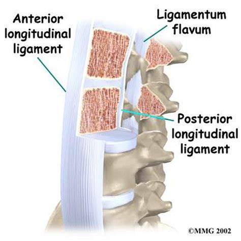 Ligamentum flavum) are paired ligaments which run between adjacent laminae of the vertebral bodies and are present from c2/3 to the sacrum. Pictures Of Anterior Longitudinal Ligament