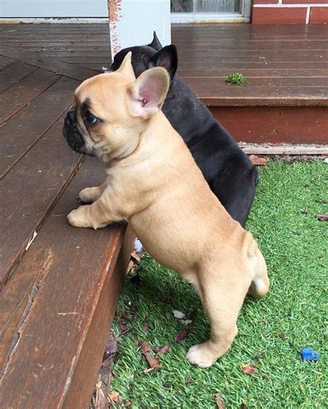 But bulldogs, including french bulldogs, shed a lot less than some other breeds. Little potatoes! Follow @mycutestfrenchie for more Tell ...