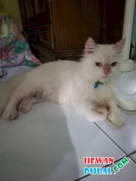 Untuk kucing anggora yang bermata hijau, biasanya bukan turkish angora murni. Dijual Kucing Anggora Mix Mine Coon - Mata Biru ...