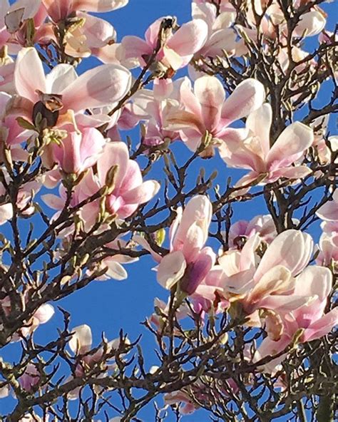 Maybe you would like to learn more about one of these? Did I really take this photo of my favourite magnolia tree ...