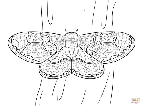 I can speak caterpillar, moth, and butterfly, all at the same time. Brahmeid Moth coloring page from Moth category. Select ...