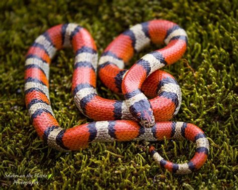 Find flights to louisiana from $48. Louisiana Milksnake from southeast Oklahoma. | Snakes on ...