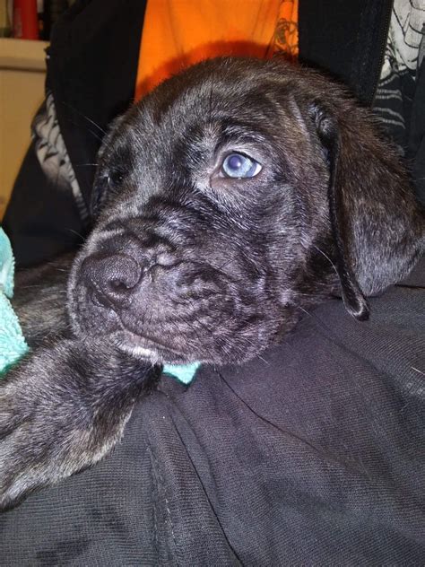 The mastiff, or english mastiff, is a very large and powerful breed. English Mastiff Puppies For Sale | Monticello, MN #315616