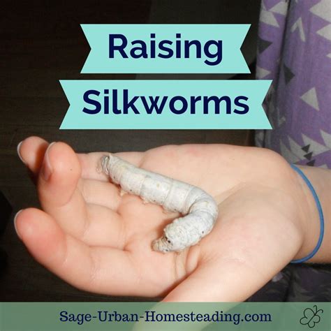 Older larva can last a week without food. Raising Silkworms