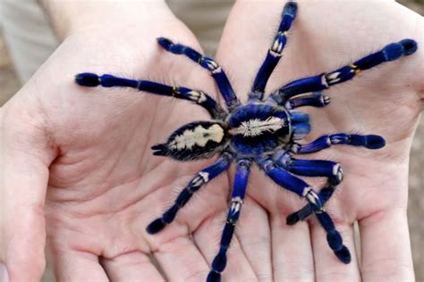 Nope i keep tarantulas and the trinidad chevron and it will only be brown or jet black i think what you have is a cobalt blue. » Brave Owner Lets Rare Venomous Blue Tarantula Walk All ...