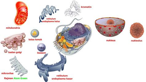 Sel hewan mempunyai ukuran dan bentuk yang bervariasi untuk setiap individu. MATERI BIOLOGI SMA KELAS 11 (XI) TENTANG SEL DAN ORGANELA ...