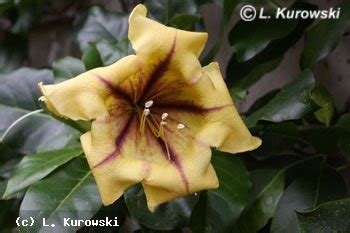 Find the perfect plant today. Solandra maxima - Solandra wielka