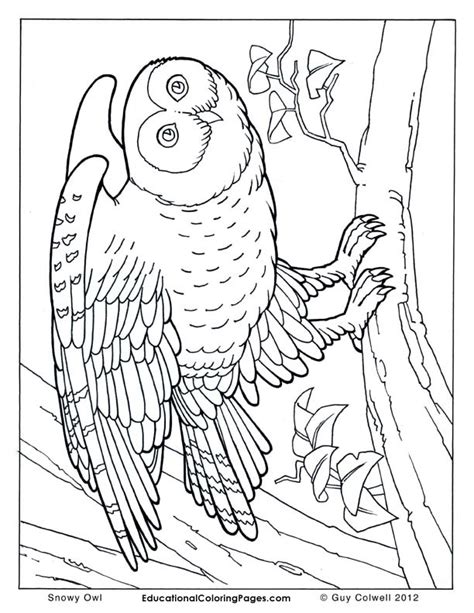 Animal coloring pages can be easily found on the internet and many of them are free of charge. Realistic Animals Drawing at GetDrawings | Free download