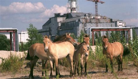 Tʃɔrˈnɔbɪʎ), bekannter als tschernobyl (transkription von russisch черно́быль  Greenpeace Blog