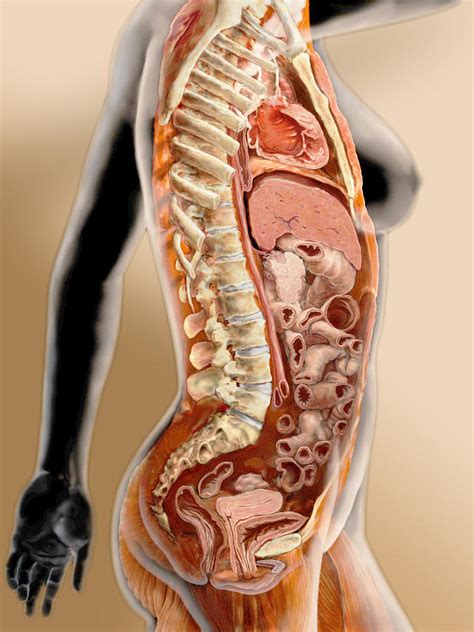 Schematic cross section of abdomen at middle t12 anatomy liver, falciform ligament, superior epigastric urinary bladder: Human Anatomy Female Abdomen : The Female Reproductive ...