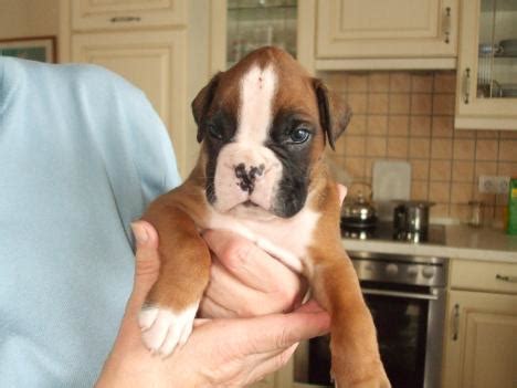 Boxerwelpen Boxerwelpe Deutsche Boxer Welpen - 341327