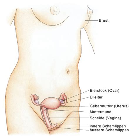 Es ist jedoch auch keine seltenheit, dass die inneren schamlippen etwas größer sind und dadurch zwischen den großen schamlippen hinausragen. Endometriumkarzinom, Krebs Gebärmutterschleimhaut - eesom ...