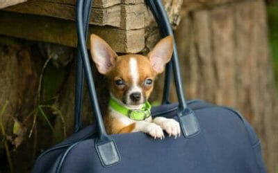 Un cane mini toy o teacup esiste ed è in salute? Cani toy: razze, caratteristiche, malattie, cure e prezzo ...