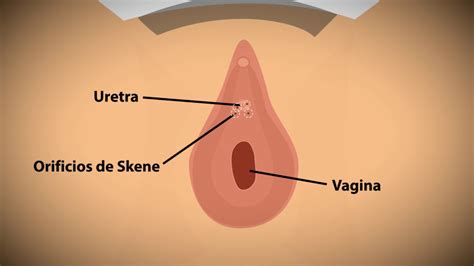 To wet or bespatter with a liquid or viscous substance so ejected: Squirt/Eyaculación "femenina" |Psico Woman + Sintoniza ...