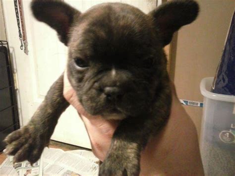 Bundles of love puppies is a generation of a family with a passion for first and foremost, quality, healthy, and happy puppies, and second, for creating families. French Bulldog Puppies for Sale in Co Bluffs, Iowa Classified | AmericanListed.com