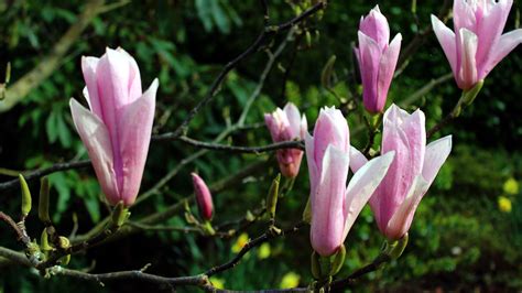 Check spelling or type a new query. Pink Magnolia Flowers In Tree Branch In Green Trees ...