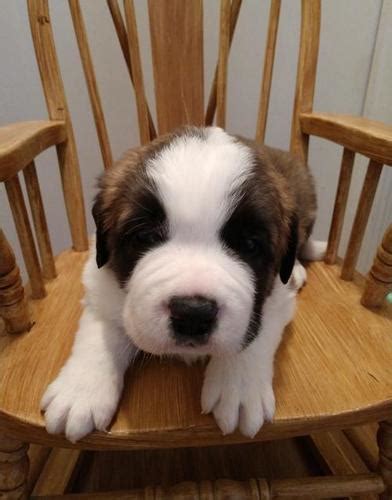Saint bernard puppies give endless devotion, loyalty and friendship. Saint Bernard Puppy for Sale - Adoption, Rescue for Sale in Pequot Lakes, Minnesota Classified ...