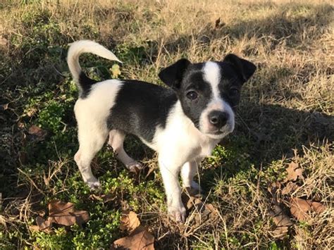 Starting with the vision to provide and curate reliable information to pet lovers we have evolved into a platform that also brings you a wide range of. Buttercup - Available for Adoption in TX | Blue Dog Rescue