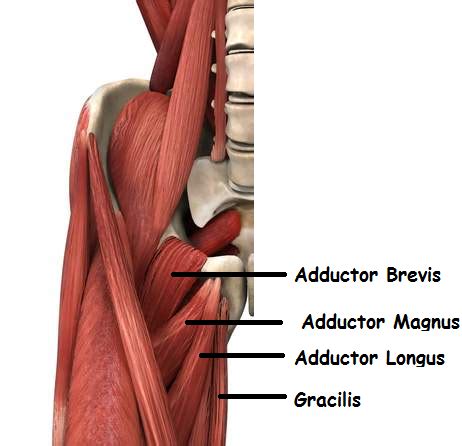 The five major muscles of the inner thigh function to move the legs since there are several small muscles in this area, in addition to the bony connection between the hip bone and femur (long leg bone), it's. How to Kinesiology Tape for Groin Pain - SportStrap