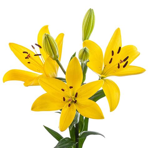 Free flowers delivery in miami, south beach,. Hybrid Lily Yellow Diamond - The Queen's Flowers
