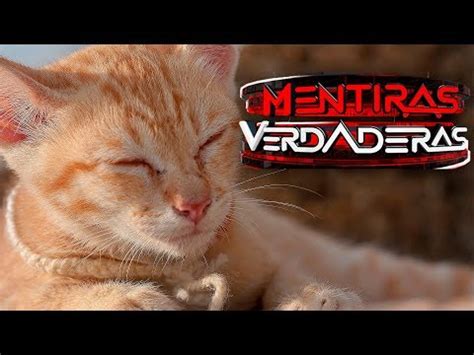 El apareamiento en gatos comenzará cuando la gata permita acercarse al macho, algo que no suele suceder a la primera. El extraño pene de los gatos y otros felinos - YouTube