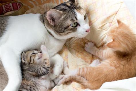 As in cats that are male? Pregnant Cat Labor Signs, Behavior And Timeline