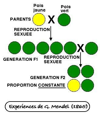 Los individuos de la especie de moluscos donax variabilis amuesen una estraordinaria diversidá fenotípica, tantu nel color como nel patrón ver tamién. la progenie del primer cruce entre padres puros se llama ...