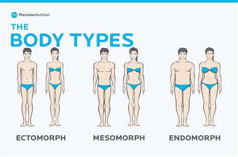 I have broken down the different body parts into sections, and given example sentences showing women generally have wider hips than men. The Truth about "Body Type Dieting" for Ectomorphs ...