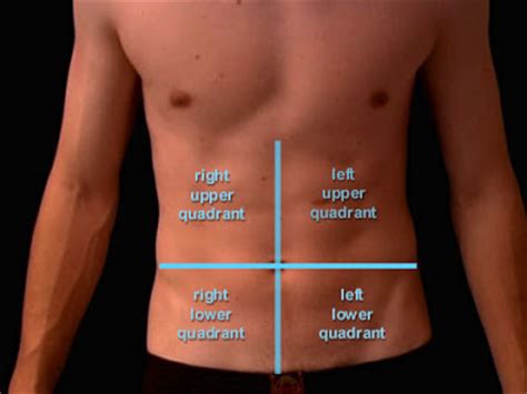 The posteromedial quadrant of the radial head is known to be different from the other quadrants. Anatomy and Physiology I Coursework: Four Abdominopelvic ...