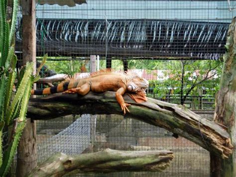 The legend of bujang senang (2017). I AM THE BORNEO EXPLORER 婆罗洲探险者: Jong Crocodile Farm