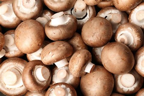 Real Food Encyclopedia | Mushrooms | FoodPrint