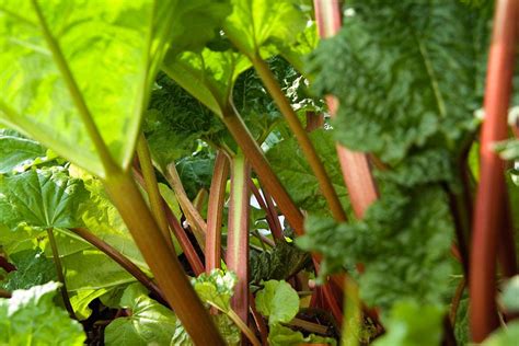 If you live near a place that grows rhubarb in forcing sheds, then it may be possible for you to get it all year round. Grow rhubarb with children / RHS Gardening