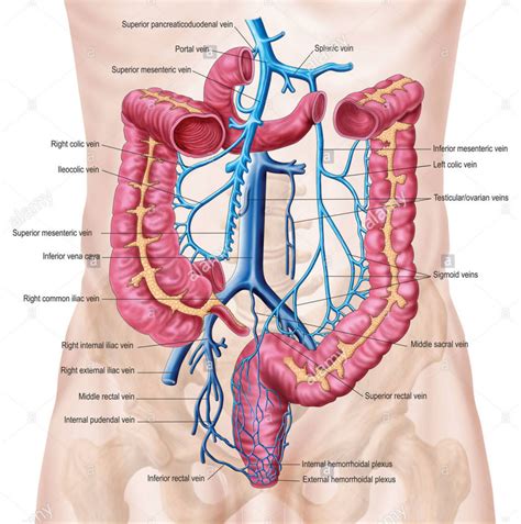 These include the abdominal cavity, calot's triangle, the peritoneum. Abdominal Venous Supplement Diagram