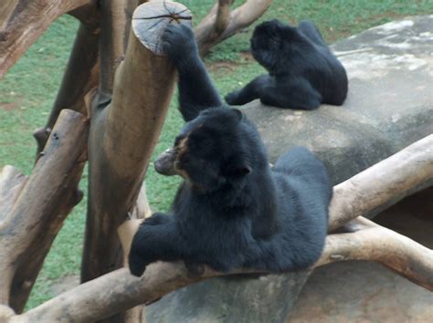 The são paulo zoo is the largest zoo in brazil. andean bear sao paulo zoo - ZooChat