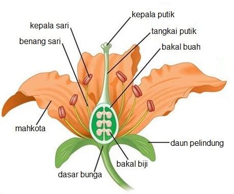 Struktur bunga mawar brainly co id. Terbaru 13+ Contoh Gambar Bunga Dan Bagiannya - Gambar ...