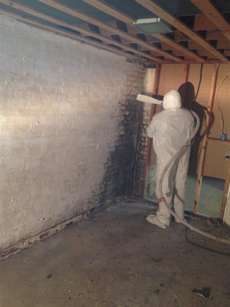 Moreover, all molds thrive in moist areas where a food source like wood is present. How to Remove and Prevent Mold in Basement
