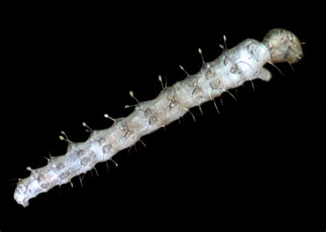 They have small cutting teeth that allow blood to. Biting midge | Midges | Manaaki Whenua - Landcare Research