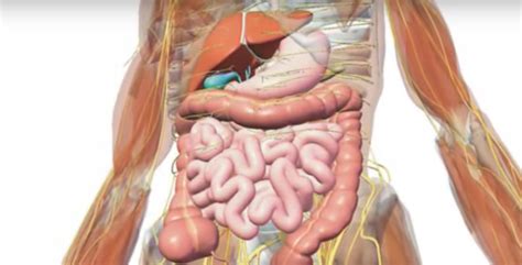 Accessory organs of the human digestive system. Treatment for gallbladder problems - Kiwi Families