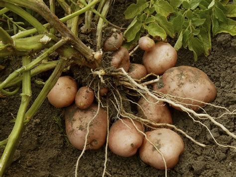 What is the best type of soil for potatoes? How to Plant Potatoes in Pennsylvania | Hunker