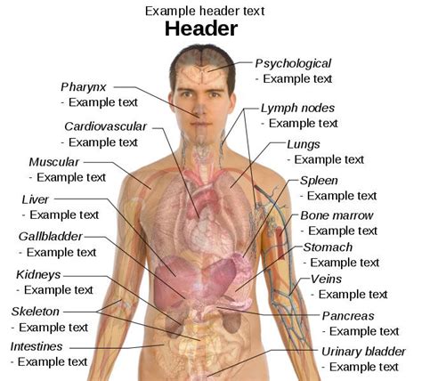 After all, the experience of having a body goes far beyond the realm of science. ボード「Human Body」のピン