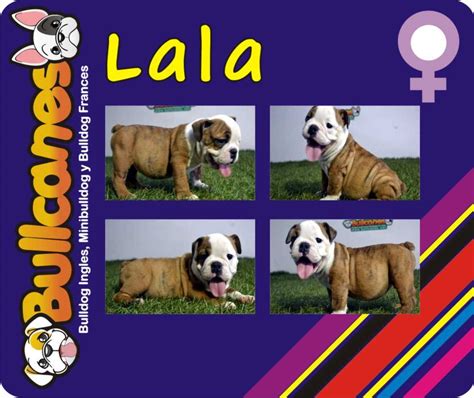 Miniature english bulldog info, temperament, puppies, pictures. LALA - Male miniature bulldog puppies for sale BULLCANES ...