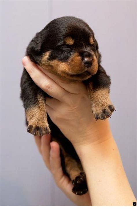 Where to get a puppy. Free Rottweiler Puppies For Adoption Near Me