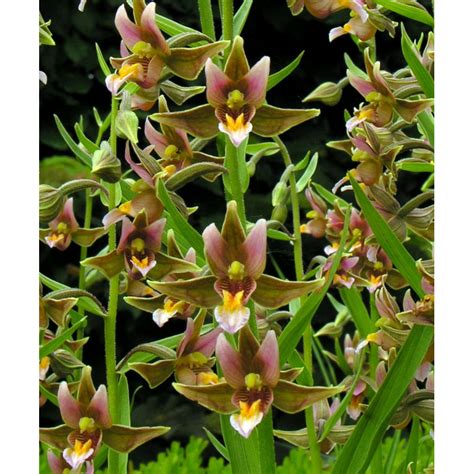 Posted on october 27, 2017october 31, 2017 by audrey you have until midnight on sunday, november 5,2017 to order your serpentine night and benefit. Epipactis Sabine - orchidée vivace