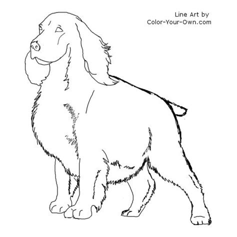 More sketches take a peek at some of the sketches created by our users, are you a sketchite? Springer Spaniel Coloring Page