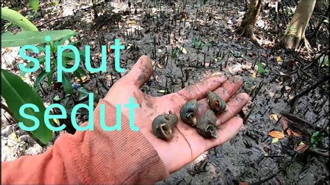 Hutan paya bakau merupakan satu kawasan ekosistem yang harus dipelihara bagimengelakkan berlaku sebarang kemusnahan di kawasan ini. Cara mencari siput sedut di dalam hutan paya bakau(catch a ...