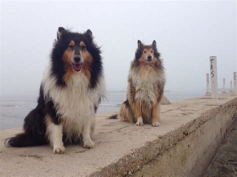 * * * süßigkeiten pl sweets, us candy sg Hunde Im Nebel Auf Weihnachten Stockfoto - Bild von ...