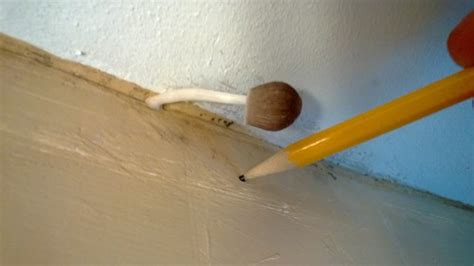 Maybe you would like to learn more about one of these? On the Bathroom Ceiling - Mushroom | Outdoors